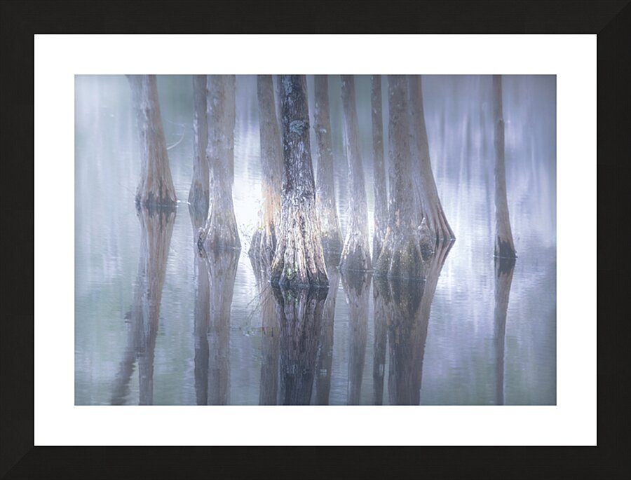Cypress Tree Reflections Picture Frame print