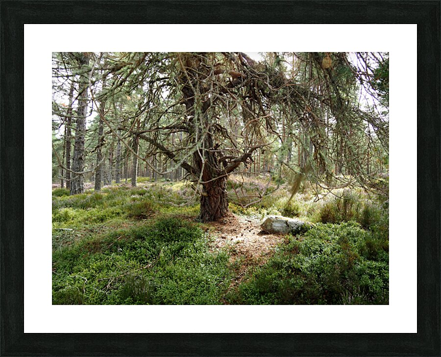 Scottish Highlands Serene Forest with Mossy Tree                                                                                                                      Picture Frame print