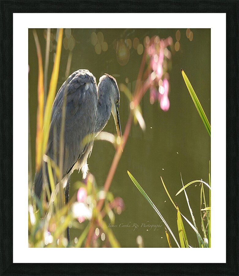 900.JPT 66429Jj Picture Frame print