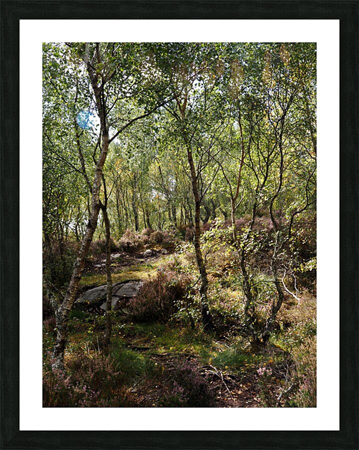  Scottish Highlands Sunshine Forest                                                                                                                     Picture Frame print
