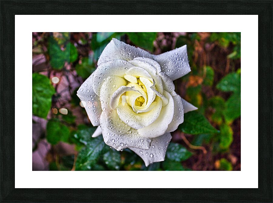 WHITE ROSE   Picture Frame print
