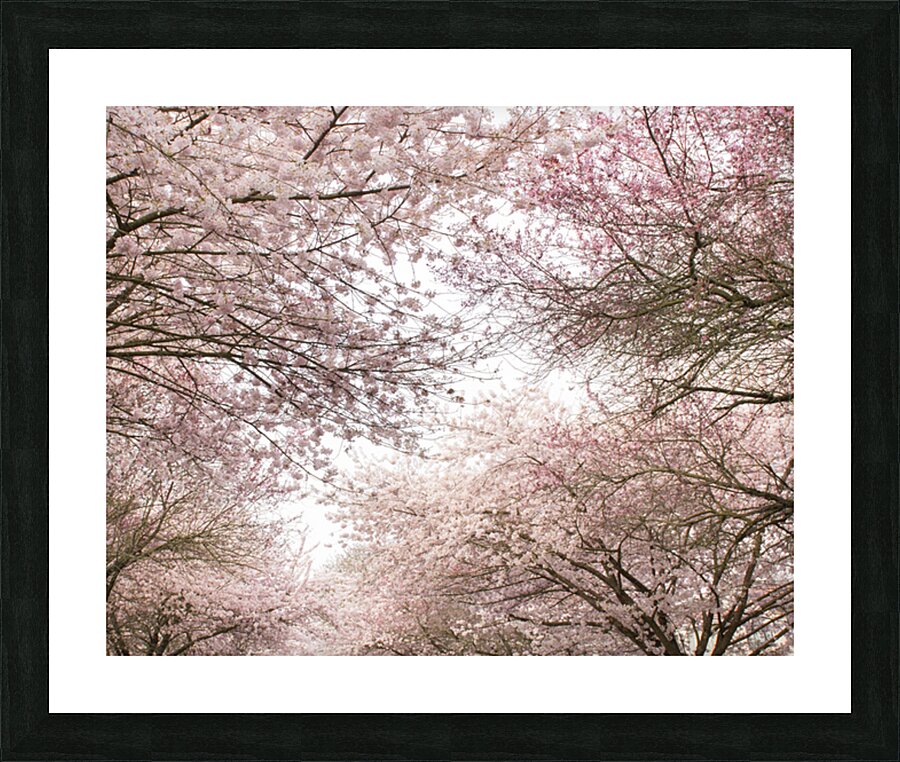 Pink Canopy Picture Frame print