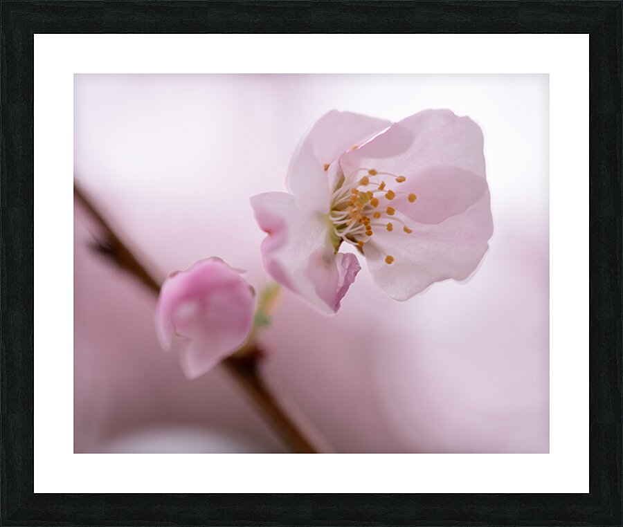 Etamines Picture Frame print