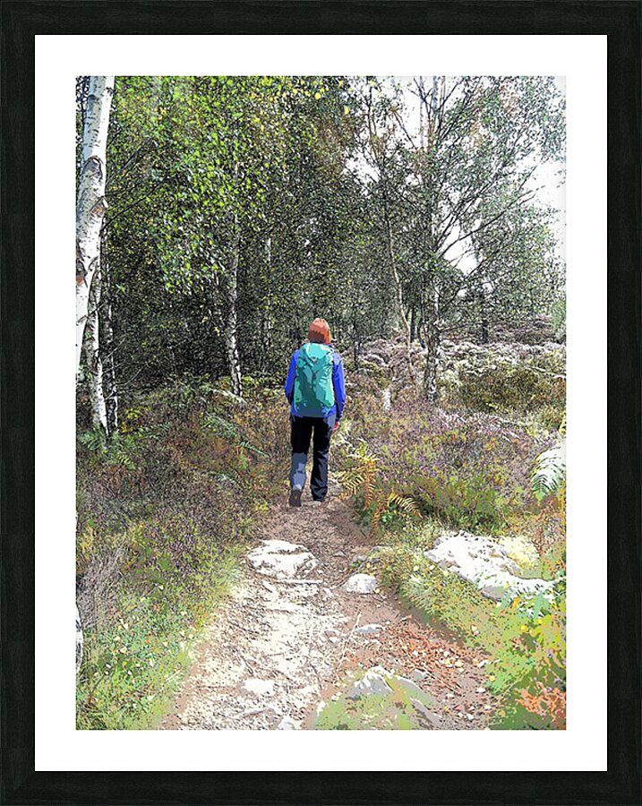  Scottish Highlands Birch Tree Walk                                                                                                                     Picture Frame print