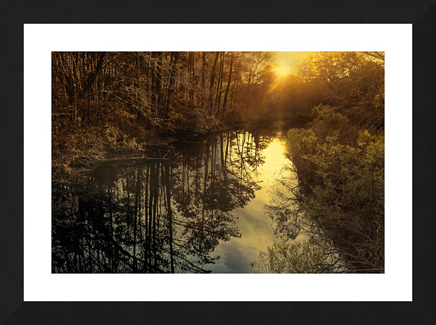 Francis Marion National Forest  at Dusk Picture Frame print