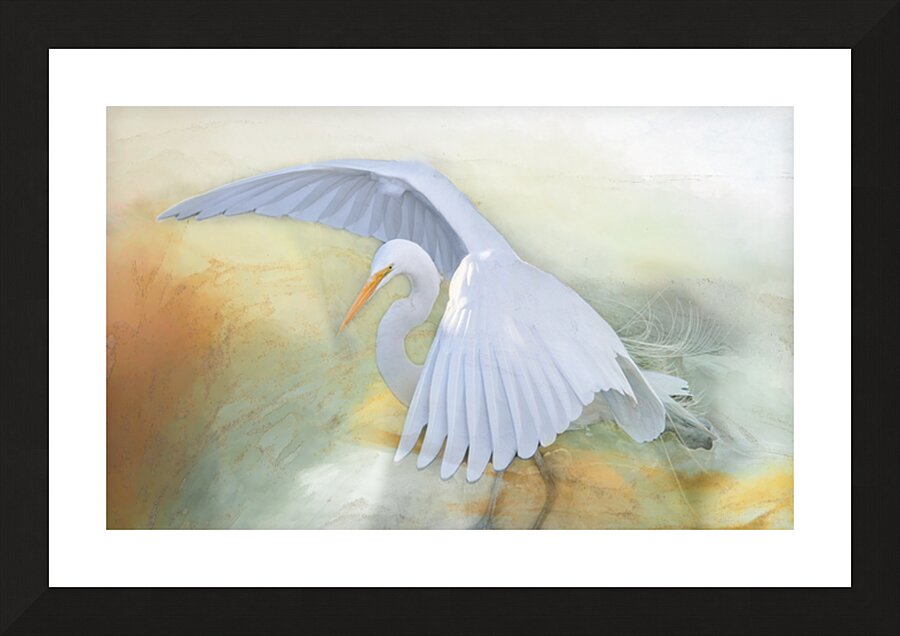 Imminent  White Egret Flight Picture Frame print