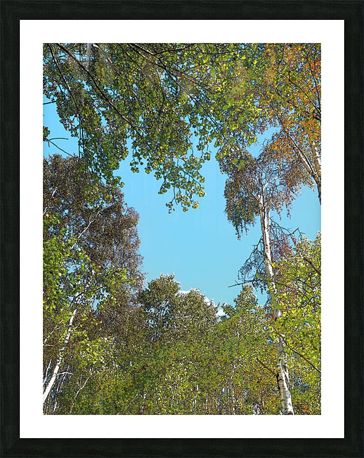Scottish Highlands Birch Tree  Canopy                                                                                                  Picture Frame print