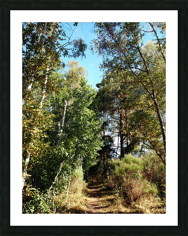  Scottish Highlands Autumnal Sunny Forest Trail                                                                                                                      Picture Frame print