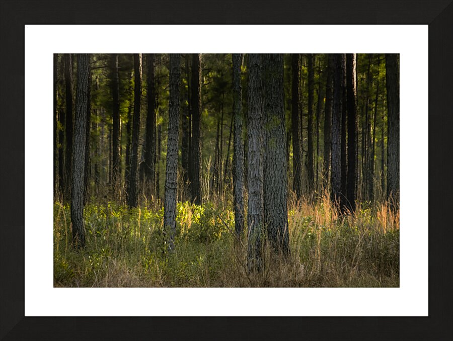 Sunlight Filtering Through Forest Trees Picture Frame print