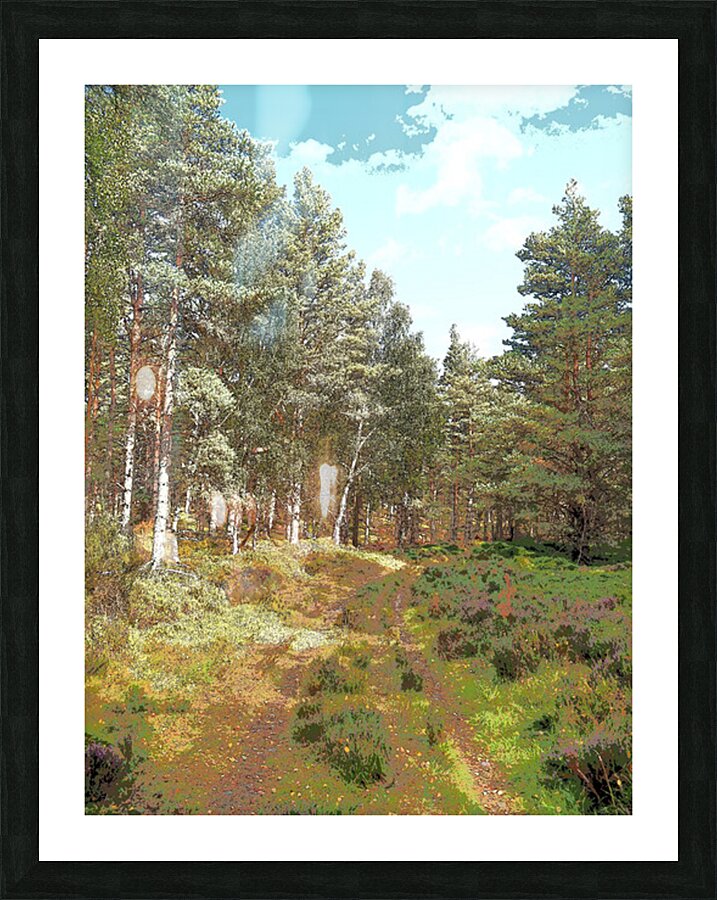 Scottish Highlands Serene Forest Pathway                                                                                                                      Picture Frame print