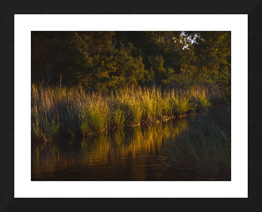 National Forest in Autumn Picture Frame print