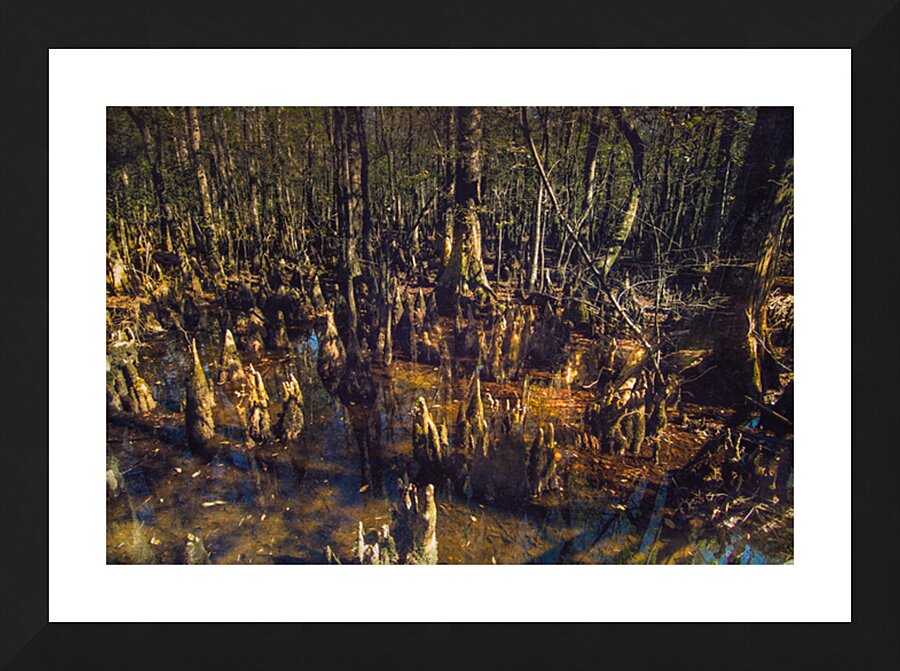Mysterious Cypress Swamp Picture Frame print