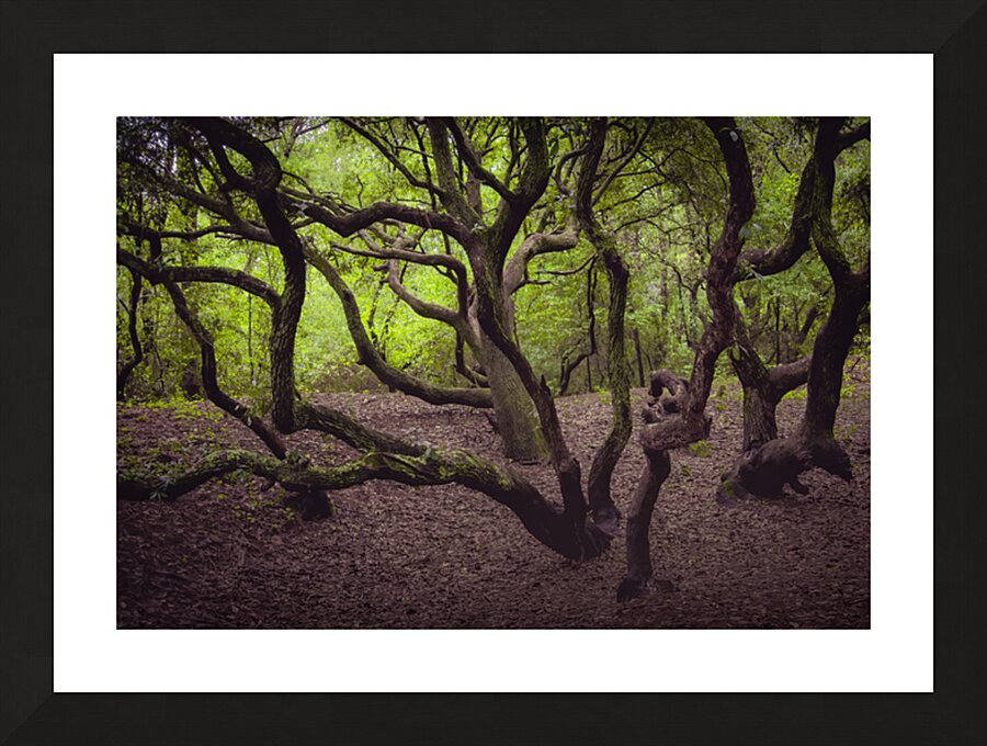 Enchanted Forest Scene Picture Frame print