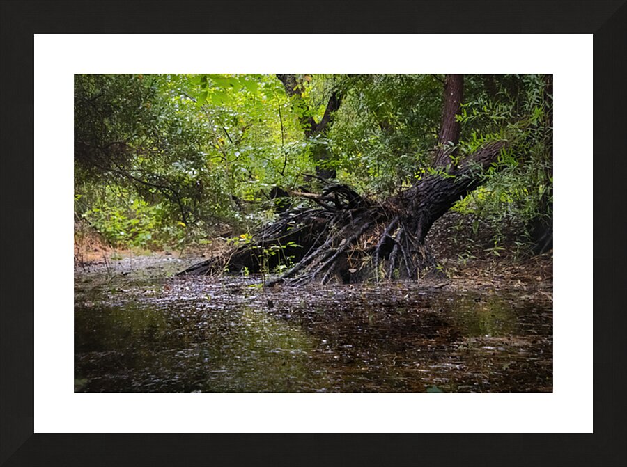 Wetland  Atmospheric Cypress Tree Roots Picture Frame print