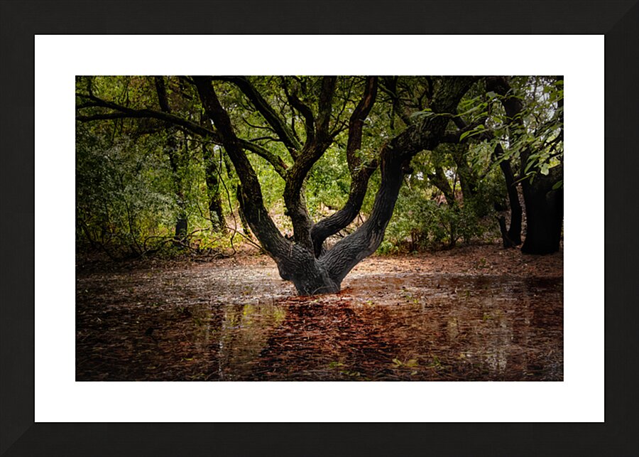 First Landing State Park Tree  Picture Frame print