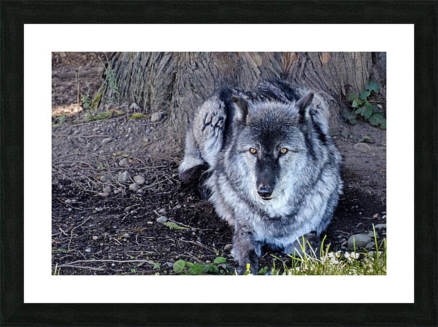 Gray Wolf resting beneath a tree Picture Frame print