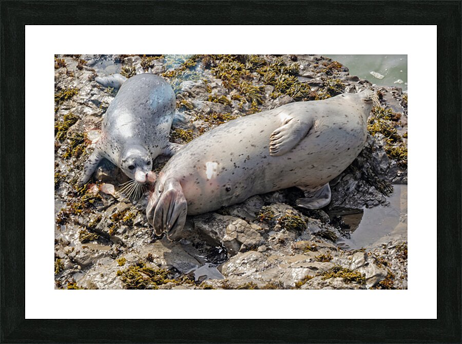 Seal pup and mom on rocks Picture Frame print