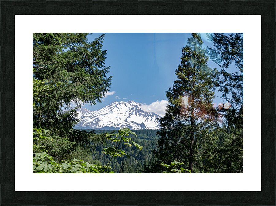 Mount Shasta framed with trees Picture Frame print