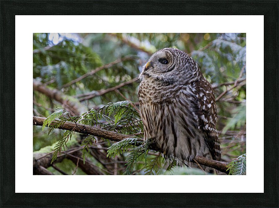 Barred Owl gazing up at the sky Picture Frame print