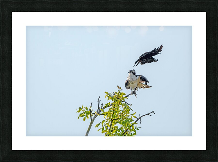 Osprey being strafed by an American Crow Picture Frame print