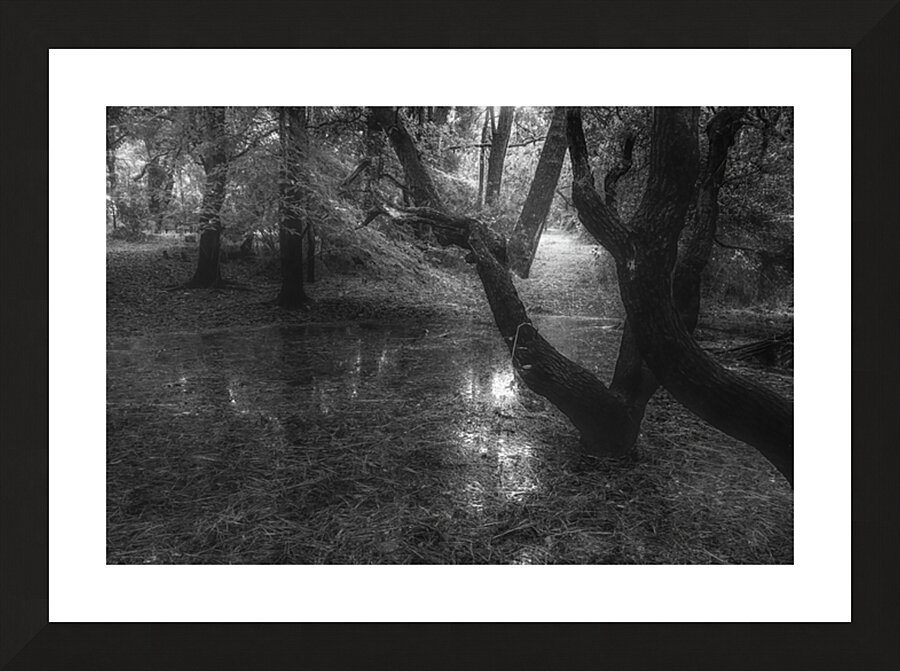 Quiet Forest Reflections Picture Frame print