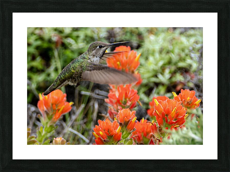 Hummingbird over orange flowers Picture Frame print