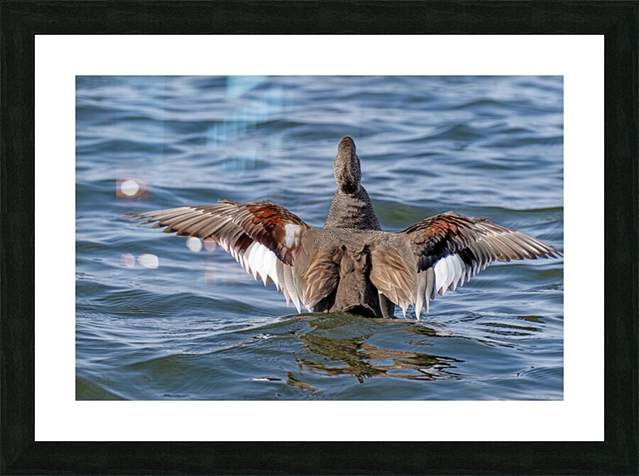 Male Gadwall wing display Picture Frame print