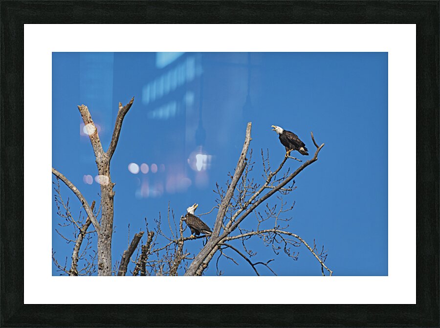 Bald Eagle Pair vocalizing to each other Picture Frame print