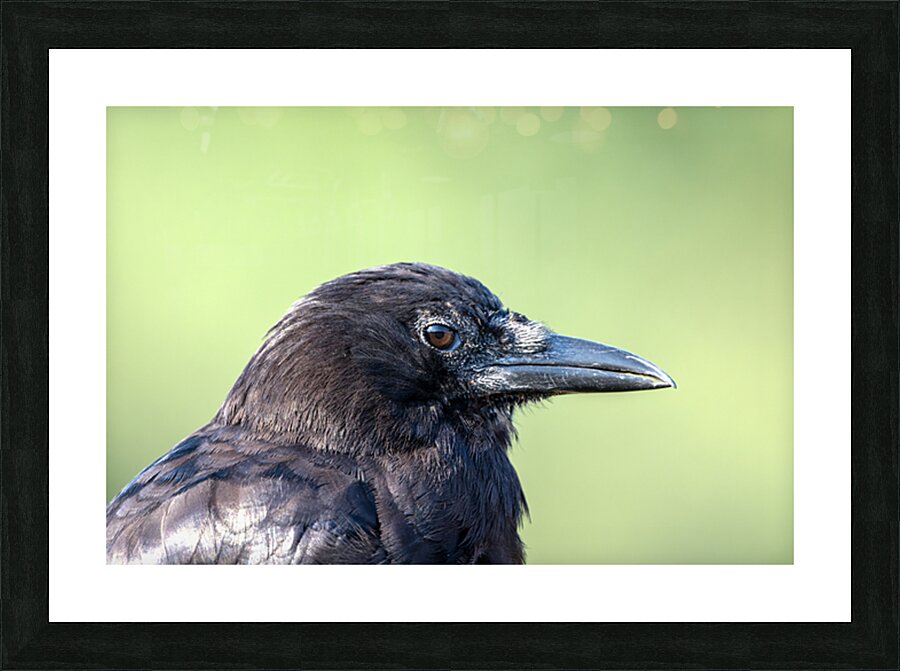 Close up profile of single American Crow Picture Frame print