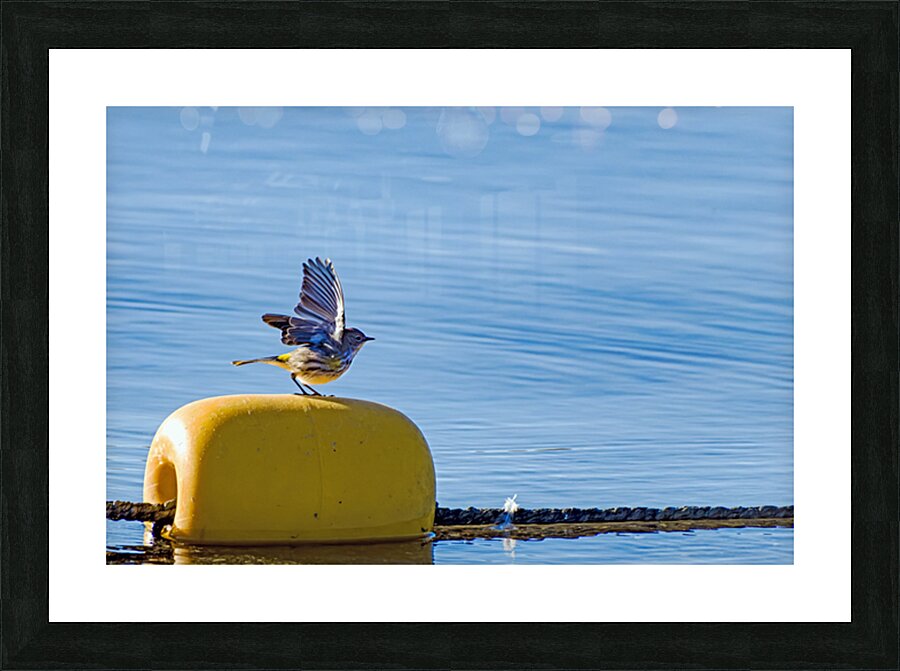 Golden crowned Kinglet Taking Off Picture Frame print