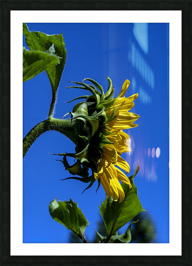 Sunflower against blue cloudless sky Picture Frame print