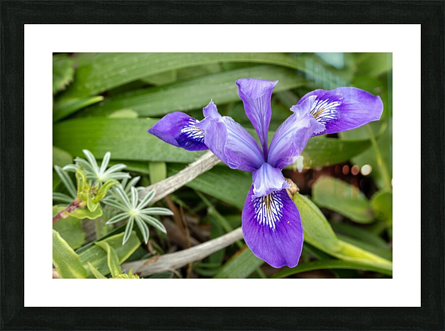 Close up of dwarf iris Picture Frame print