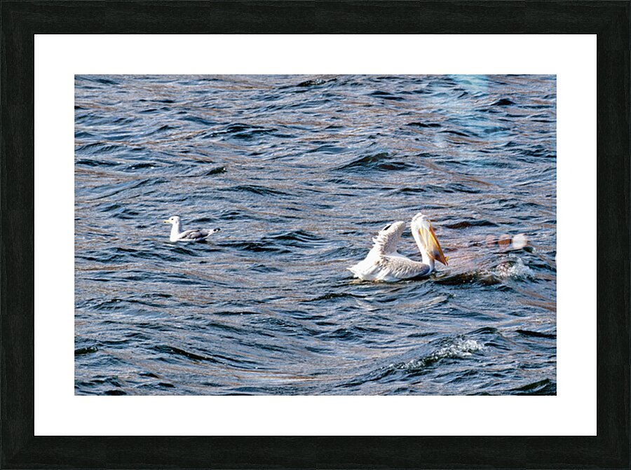White Pelican with fish in pouch and fin showing Picture Frame print