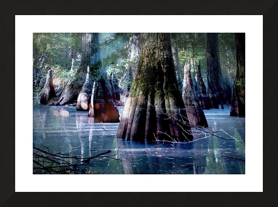 State Park Cypress Trees at Sunrise Picture Frame print