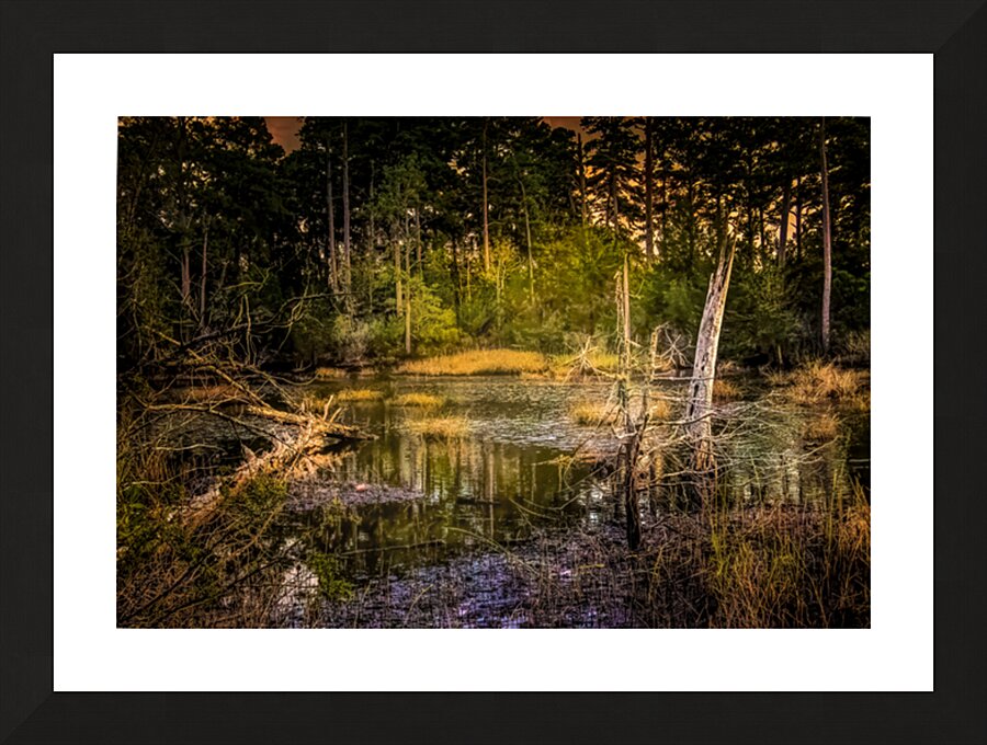 Serene Virginia Forest Swamp at Dusk Picture Frame print