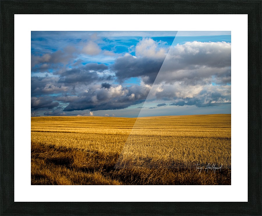 Golden fields Hi Res   Picture Frame print