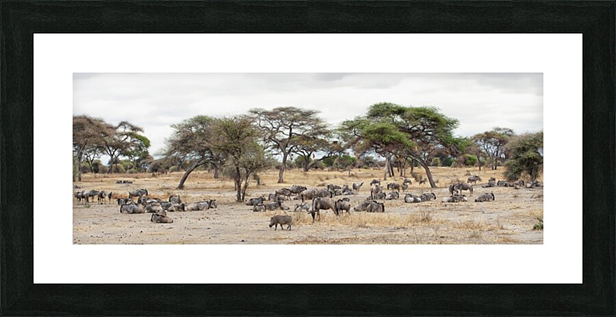 Wildebeest & Warthogs  Picture Frame print