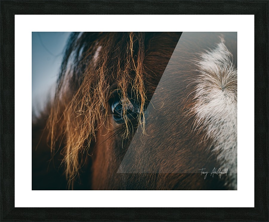 Macro Horse Eye Hi Res   A3 Picture Frame print