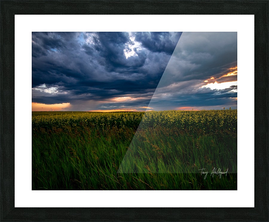 Storm Sunset Over Canola Hi Res   A3 Picture Frame print