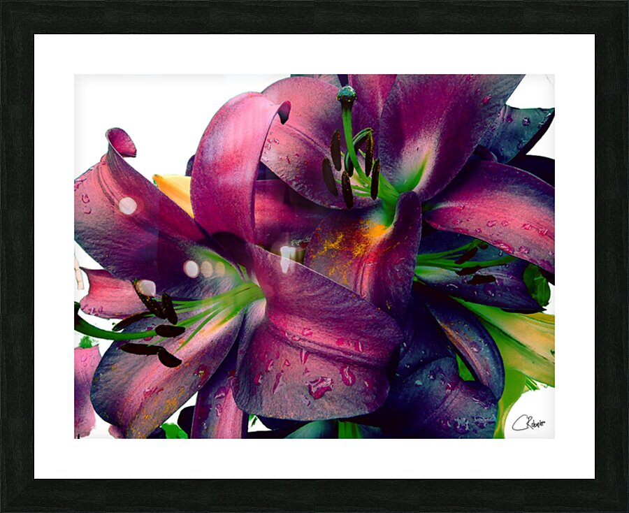 Rich Summer Lily Flowers Picture Frame print