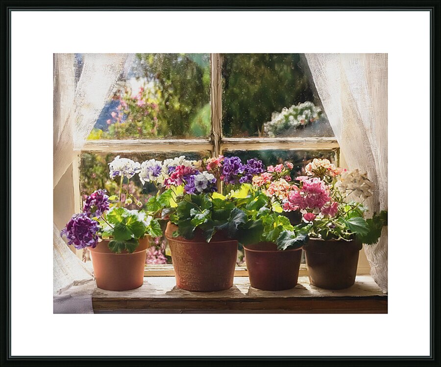 Geraniums Keep the Outside In Picture Frame print