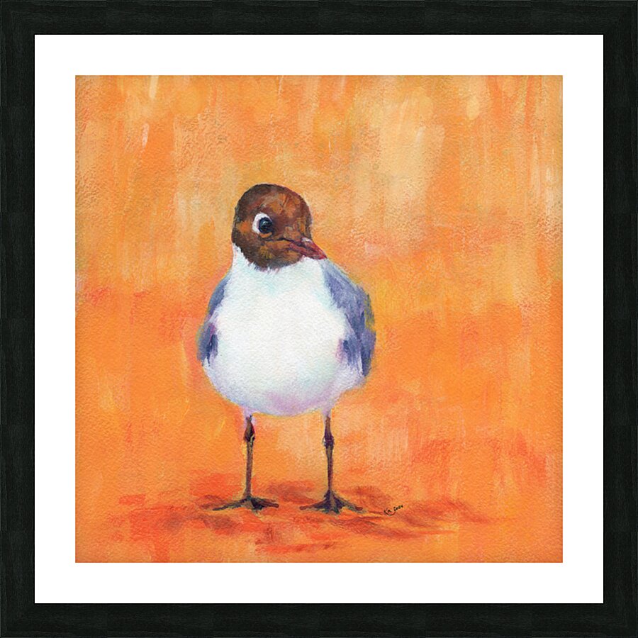 Black headed gull at the sandy beach Picture Frame print