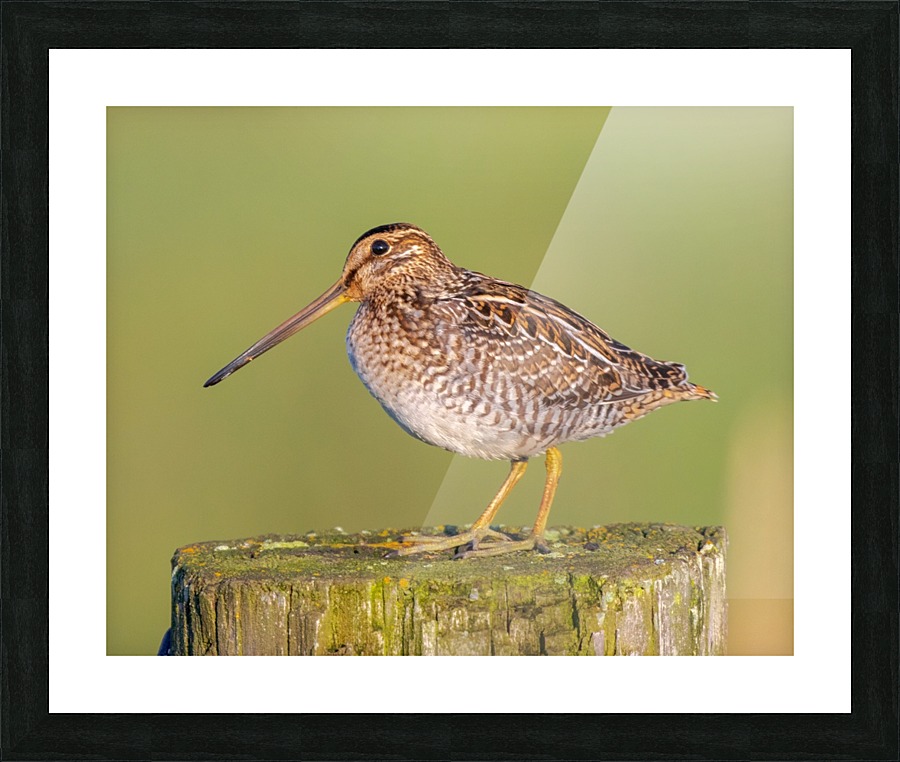 Wilsons Snipe on Post Picture Frame print
