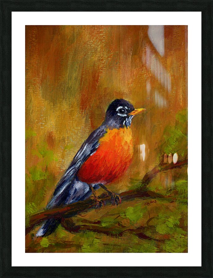 North American Robin portrait Picture Frame print