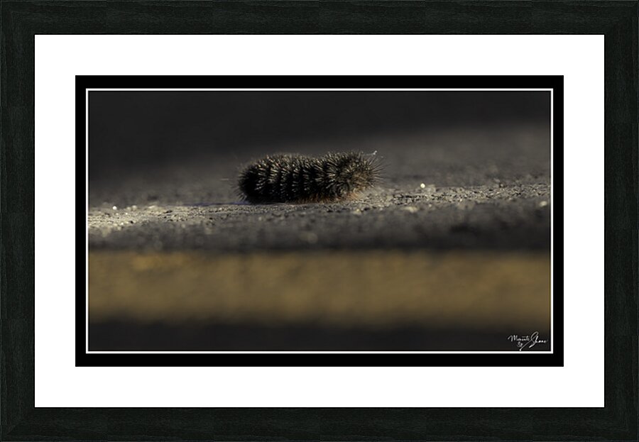 Catepillar Crossing Picture Frame print