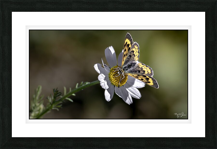 Daisy Supper Picture Frame print