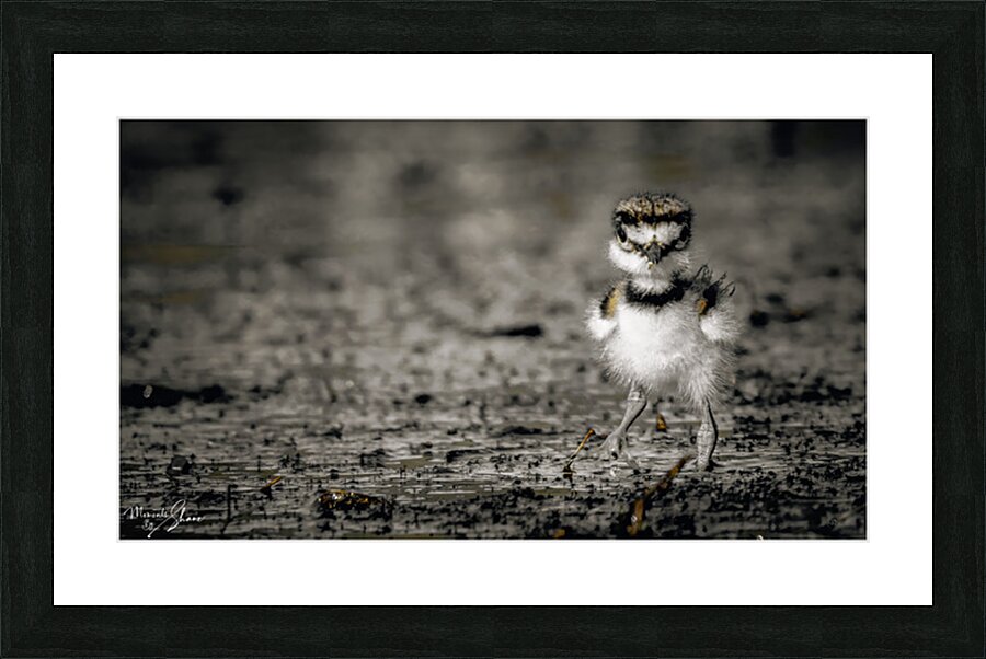 Born Confidence Picture Frame print