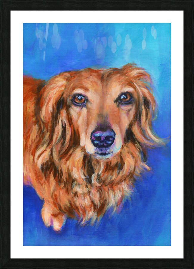 Long haired dachshund portrait acrylic painting Picture Frame print