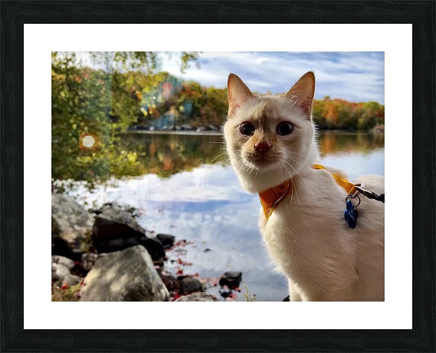 Striking a Cat-ivating Pose  Picture Frame print