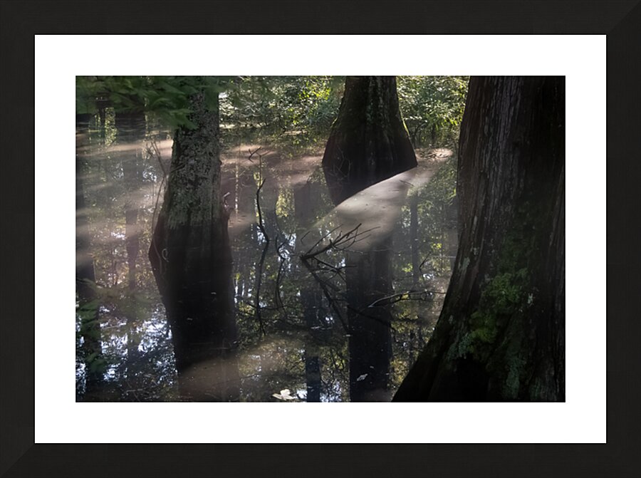 Virginia Beach State Park Luminous  Sunrise Fog Glow Picture Frame print